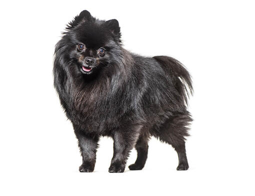 What kind of dog is best sale a spitz